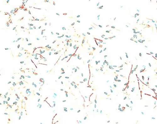 61-0289-82　［Discontinued］Malachite Green (Oxalate) (C.I. 42000) for Microscope, for Microorganisms 101398 25G　1.01398.0025