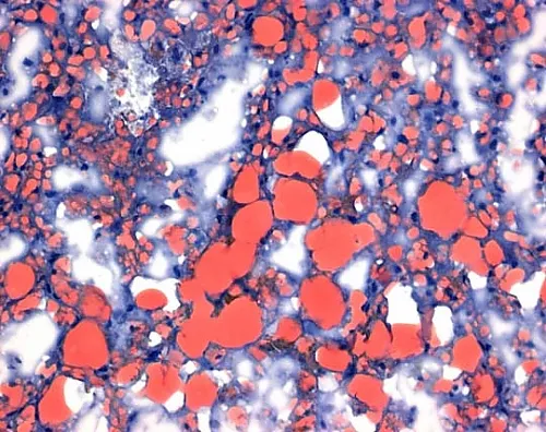 61-0297-17　［Discontinued］Oil Red O (C.I. 26125) for Microscope Certistain 105230 25G　1.05230.0025