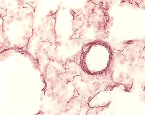 61-0301-92　［Discontinued］Orcein for Microscope Certistain 107100 25G　1.07100.0025