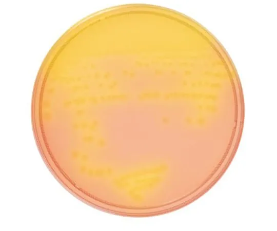 63-6527-32　［Discontinued］BD BBL (TM) S-CCFA Medium 10 Sheets　252101