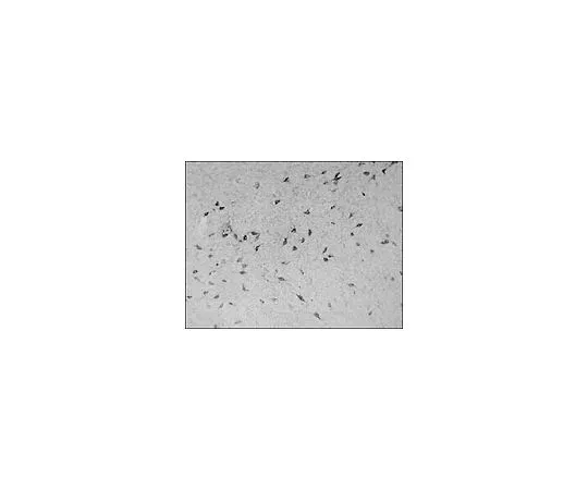 62-8529-86　［Discontinued］Anti-Orexin A (14-33) (Ab-2) Rabbit pAb　PC362-100UL