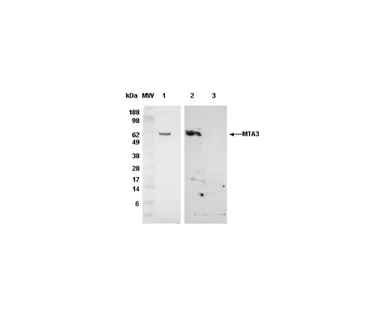 62-8488-03　［Discontinued］Anti-MTA3 (400-450) Rabbit pAb　IM1012-50UG