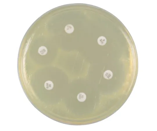 63-6527-38　［Discontinued］8 sheets of BD BBL (TM) Haemophilus Test Agar (150 mm)　251954