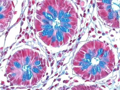 61-0314-21　［Discontinued］Nuclear Fast Red (Kernechtrot) (C.I. 60760) for Microscope Certistain 115939 25G　1.15939.0025