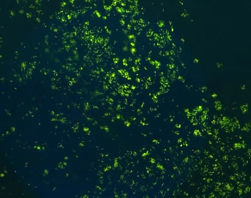 61-0289-59　［Discontinued］Auramine O (C.I. 41000) for Microscope 101301 50G　1.01301.0050