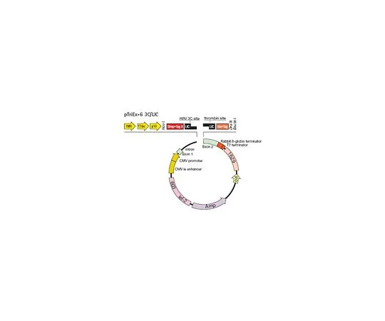 62-8404-92　［Discontinued］pTriEx(TM)-6 3C/LIC Vector Kit　71576-3