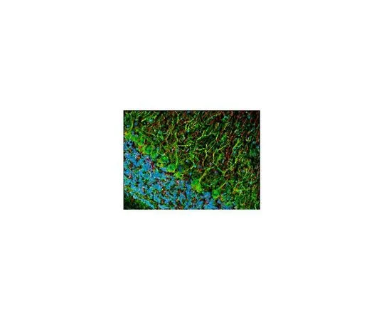 62-8528-40　［Discontinued］Anti-Pan-Neuronal Neurofilament Marker Mo*** mAb (SMI-311)　NE1017-100UL