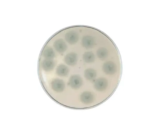 63-6526-67　［Discontinued］BD BBL (TM) Potato Dextrose Agar Medium　251545