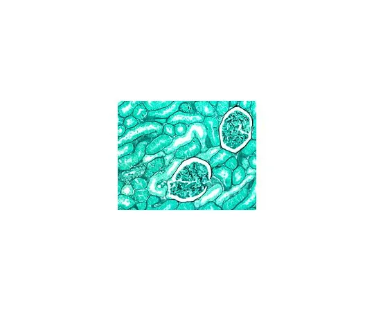 62-8534-96　［Discontinued］ISOSLIDE(R) Methenamine Control Slides　1.02473.0001