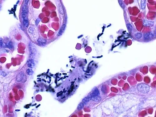 61-0314-23　［Discontinued］Crystal Violet (C.I. 42555) for Microscope Certistain 115940 100G　1.15940.0100