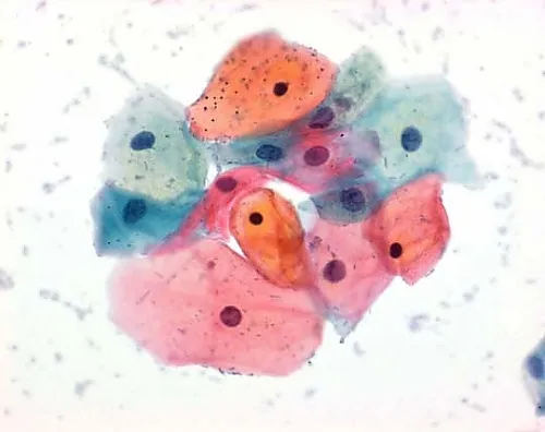 61-0314-03　［Discontinued］Orange G (C.I. 16230) for Microscope Certistain 115925 25G　1.15925.0025