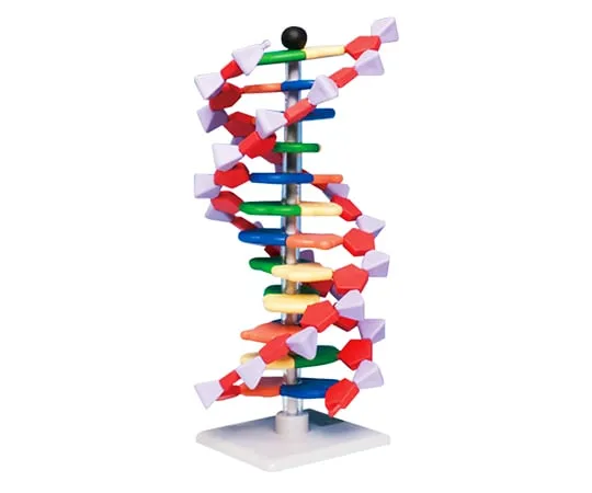 3-6914-01　［Discontinued］DNA Model System Minidna(R) 12 Layer Set　AMDNA-060-12